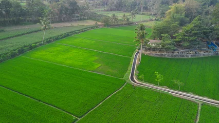 Fototapete Grün  Aerial view of lush green rice fields surrounded by trees in Malang, East Java, Indonesia.  © gunungkawi