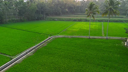 Fotobehang Groen  Aerial view of lush green rice fields surrounded by trees in Malang, East Java, Indonesia.  © gunungkawi