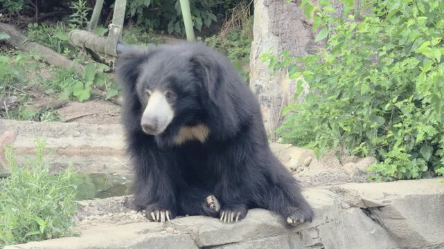 Distressed sloth bear looking back and forth 4k
