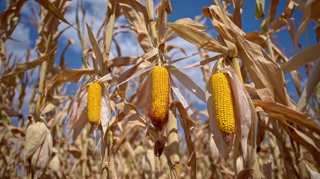 Field of mature corn plants with exposed golden ears and dry foliage. Maize cultivation, harvest, grain production and agricultural landscape theme. 4K.