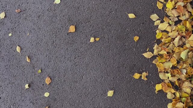 Birch (Betula). A cluster of golden fallen birch leaves at the edge of a dark asphalt pavement