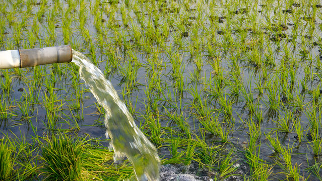 Water flows from a PVC pipe, pumping groundwater to irrigate a vibrant green rice paddy field, showing agricultural technology in a rural Southeast Asian farm landscape with a focus on splash.