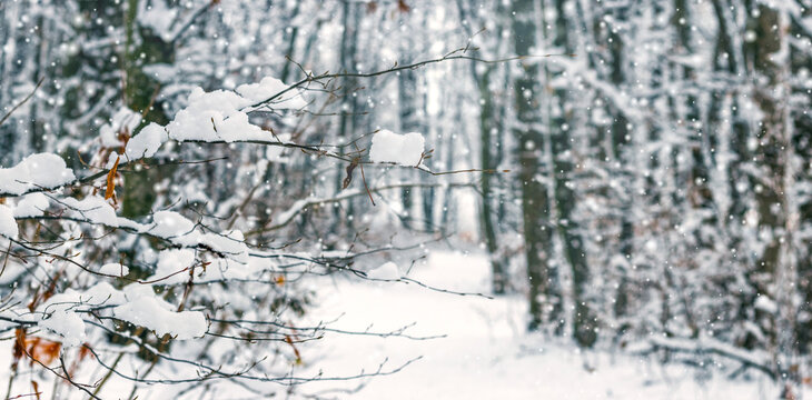 Snowfall in winter forest with path among snow-covered trees and branches in foreground