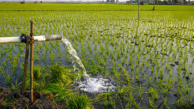 Water flows from a PVC pipe, pumping groundwater to irrigate a vibrant green rice paddy field, showing agricultural technology in a rural Southeast Asian farm landscape with a focus on splash.