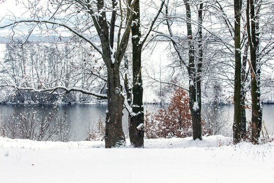 Snow-covered trees on lake shore in winter forest landscape with water reflection