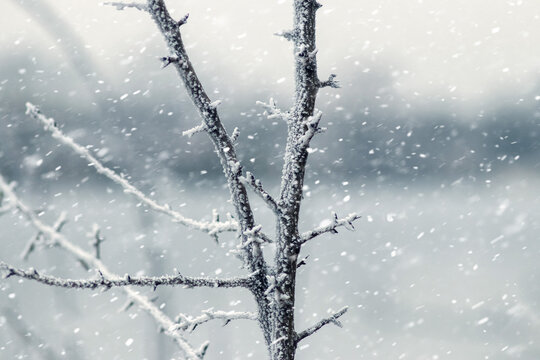 Frost-covered branches during snowfall against blurred lake background in winter