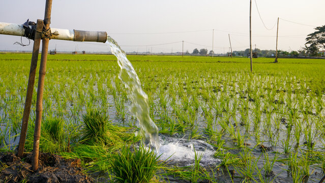 Water flows from a PVC pipe, pumping groundwater to irrigate a vibrant green rice paddy field, showing agricultural technology in a rural Southeast Asian farm landscape with a focus on splash.