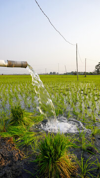 Water flows from a PVC pipe, pumping groundwater to irrigate a vibrant green rice paddy field, showing agricultural technology in a rural Southeast Asian farm landscape with a focus on splash.