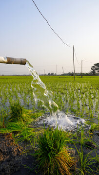 Water flows from a PVC pipe, pumping groundwater to irrigate a vibrant green rice paddy field, showing agricultural technology in a rural Southeast Asian farm landscape with a focus on splash.