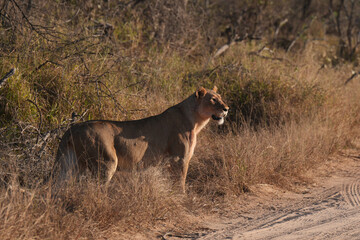 Lioness in the savannah at Kruger South Africa © Athena