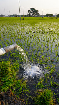 Water flows from a PVC pipe, pumping groundwater to irrigate a vibrant green rice paddy field, showing agricultural technology in a rural Southeast Asian farm landscape with a focus on splash.