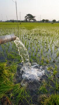 Water flows from a PVC pipe, pumping groundwater to irrigate a vibrant green rice paddy field, showing agricultural technology in a rural Southeast Asian farm landscape with a focus on splash.