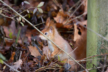Curious red squirrel © Michael