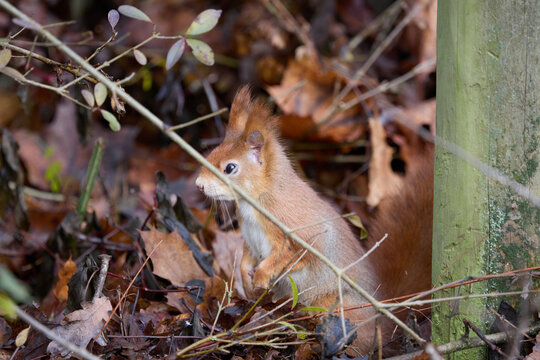 Curious red squirrel