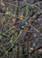 Fototapeta premium Perched common kingfisher