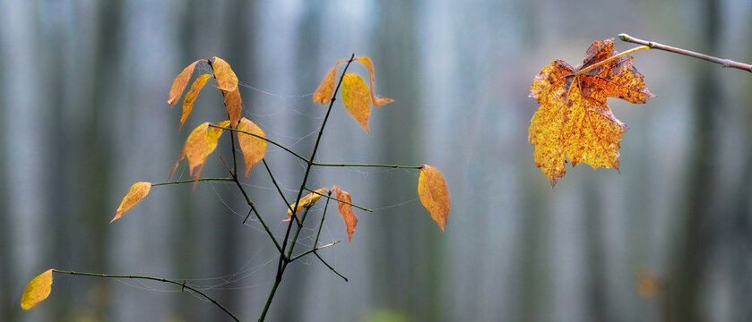 Yellow autumn leaves with spiderweb against blurred forest background