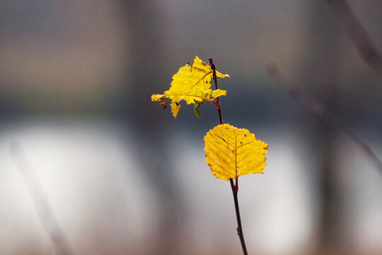 Yellow autumn leaves on thin twig against blurred background