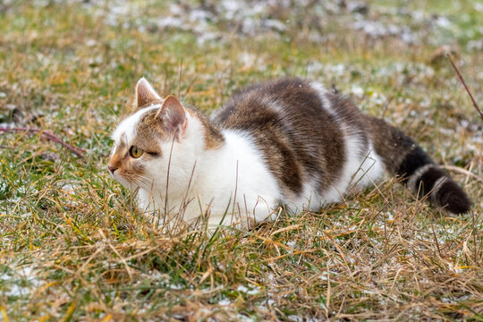 Spotted cat lying in grass hunting in spring