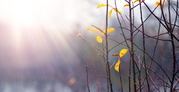 Yellow autumn leaves on branches in sun rays