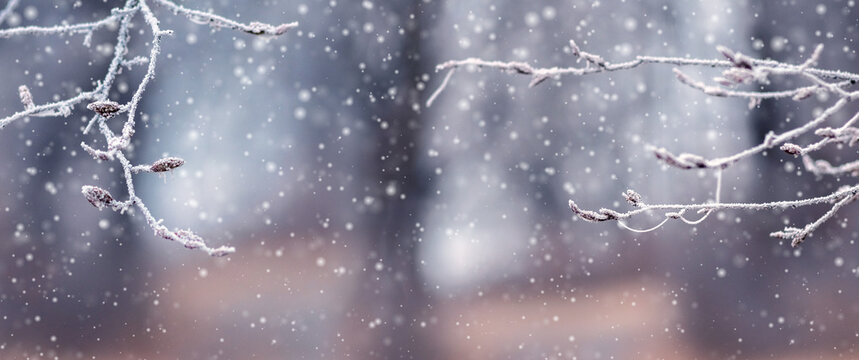 Thin frost-covered branches during snowfall on blurred winter background