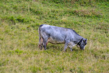 Cow grazing in a mountain pasture. Austrian Alps © Gherzak
