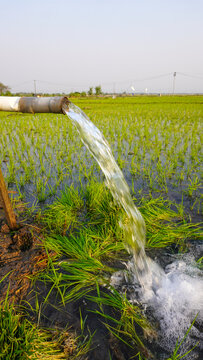 Water flows from a PVC pipe, pumping groundwater to irrigate a vibrant green rice paddy field, showing agricultural technology in a rural Southeast Asian farm landscape with a focus on splash.