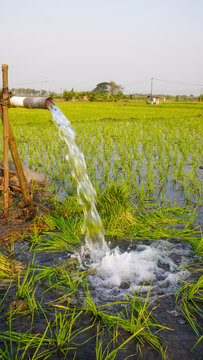 Water flows from a PVC pipe, pumping groundwater to irrigate a vibrant green rice paddy field, showing agricultural technology in a rural Southeast Asian farm landscape with a focus on splash.
