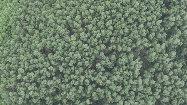 Aerial drone view of an acacia plantation in the Dam Rong region, Lam Dong Province, Vietnam, cultivated for timber and pulp and paper production.