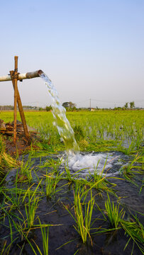 Water flows from a PVC pipe, pumping groundwater to irrigate a vibrant green rice paddy field, showing agricultural technology in a rural Southeast Asian farm landscape with a focus on splash.