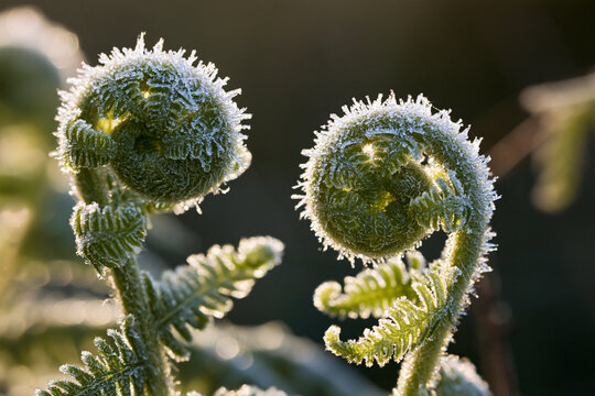 Frosty fern fiddleheads glowing in morning sunlight during winter. Use this nature closeup for seasonal change themes and botanical designs.