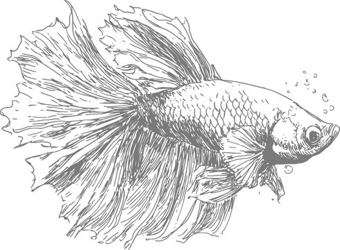 detailed sketch of a flowing betta fish with large fins and scales underwater