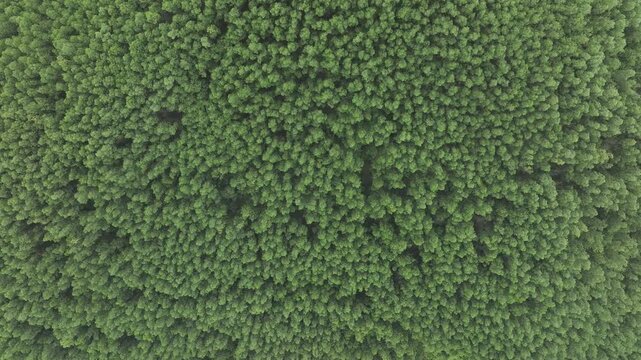Aerial drone view of an acacia plantation in the Dam Rong region, Lam Dong Province, Vietnam, cultivated for timber and pulp and paper production.