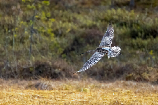 Eurasian curlew