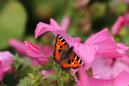 A beautiful small tortoiseshell butterfly (Aglais urticae) searches for food among pink summer flowers in the garden on a cloudy August day.