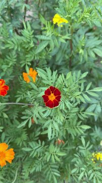 Red and yellow French marigold flower blooming among dense green leaves in a garden