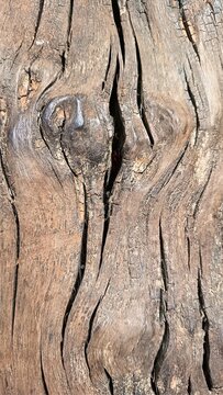 Closeup of aged natural wood showing detailed grain patterns, cracks, knots, and weathered surface