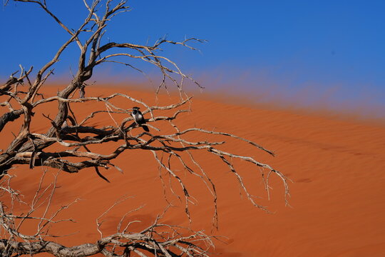 Pied crow perched on dead camel thorn tree against red sand dune 45, Namib desert
