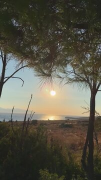 Scenic sunset view over the sea framed by pine tree branches and coastal landscape