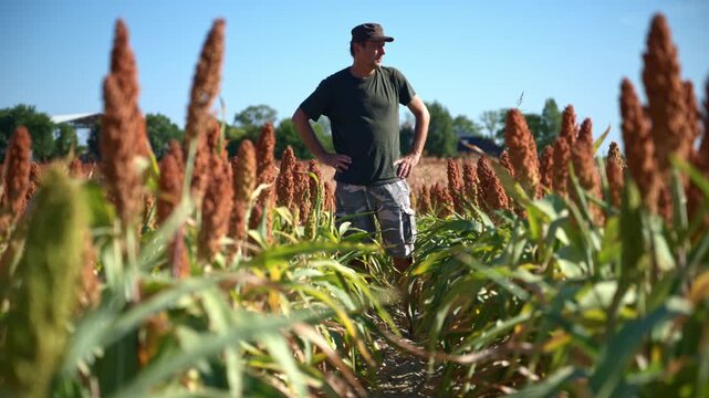 Male farmer standing with hands on his hips in the middle of a sorghum field, surrounded by rows of mature, reddish-brown seed heads under a clear blue sky. 4K.