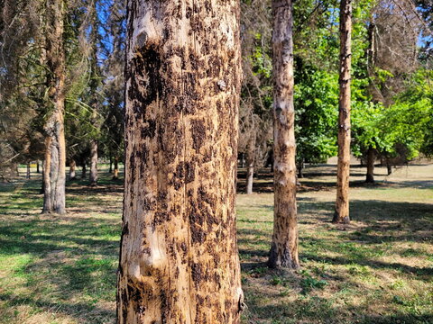 Close up of a pine tree trunk damaged by bark beetle infestation with peeling bark