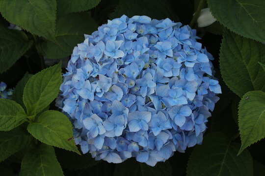 blue hydrangea flower