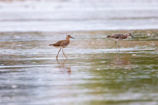 Ruff in the water looking for food