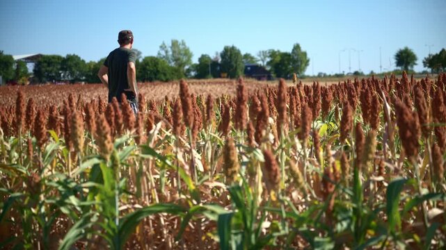 Farmer in a field of mature sorghum crops under a bright blue sky during harvest inspection. 4K.