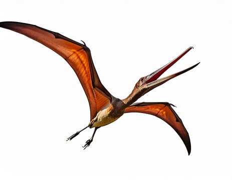 pterodactyl flying in the air isolated white background