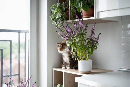 Domestic calico cat sitting on kitchen cabinet among lush blooming potted Thai basil and houseplants. Kitty looking at window