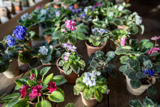 Potted pansies variety in plant nursery for flower sales, colorful blooms arranged for customer selection. Garden shop inventory with saintpaulia violets in pots, floral houseplants
