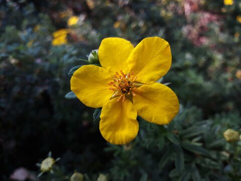 Yellow flower of Dasiphora fruticosa, Potentilla fruticosa or Goldfinger, in the garden.