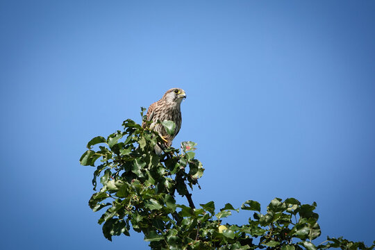 Ein Turmfalke (Falco tinnunculus) sitzt hoch oben auf einem Ast vor blauem Himmel
