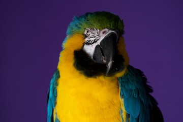 parrot portrait © Jieying