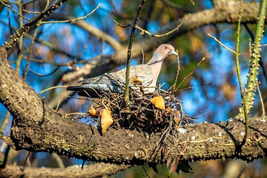 Wild picazuro pigeon incubating on a twig nest built on a thorny tree branch, backlit by winter sunlight against a clear blue sky.
